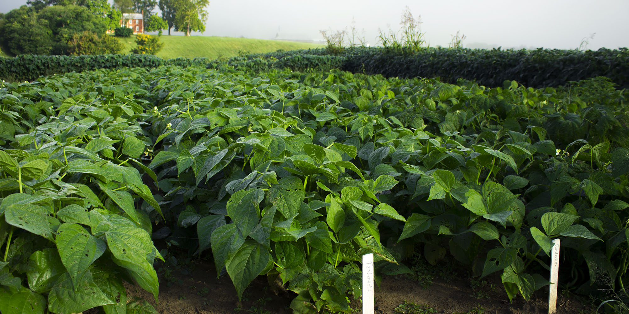 Beyond Soybeans: How France’s Export Strategy Could Disrupt Austin’s Food Imports